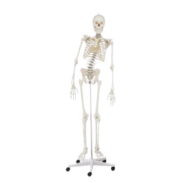 Squelette humain Hugo avec colonne vertébrale mobile