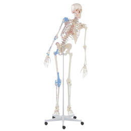 Squelette humain Max mobile avec marquage des muscles et ligaments